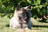 SPITZ LOUP 043
